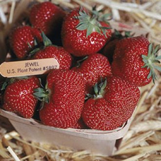 Jewel Bare-Root Strawberries